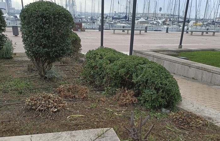 Limpieza Jardineras Port de Castelló 3