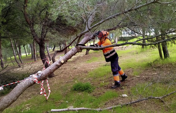 Poda pinos El Pinar